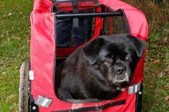 Ach du dicker Hund! Hier fährt ein Vierbeiner Buggy - Tierheimchefin Jana Berger mit Hundedame Elli, die wegen ihres Übergewichts gegenwärtig nicht sehr bewegungsfreudig ist.