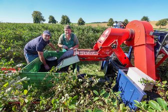Acht bis zehn Tonnen pro Hektar erwartet: Aronia-Ernte in Langenchursdorf - 