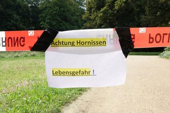Acht Verletzte nach Hornissenangriff in Dresden -