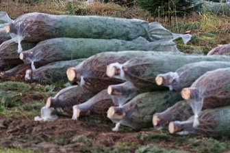 Acht Weihnachtsbäume in Plauen gestohlen - In Plauen wurden Nordmanntannen entwendet.