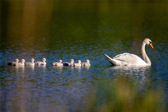 Achtfacher Schwanennachwuchs vor den Toren Plauens - Achtfachen Nachwuchs gibt es bei den Schwänen auf einem Teich vor den Toren Plauens.