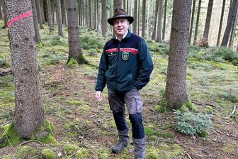 Achtung auf der B 173: Baumfällarbeiten zwischen Oederan und Falkenau - Forstrevierleiter Thomas Vogel im Falkenauer Wald. Die rote Markierung zeigt an, dass der Baum gefällt werden soll. Rechts im Bild eine junge Weißtanne.