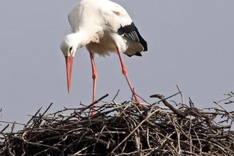 Adebar ist zurück in Glauchau - 