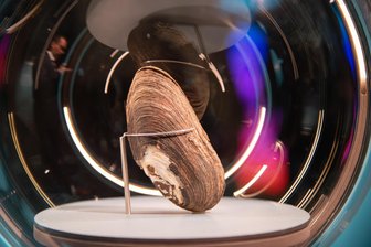 Adorfs Glanz: Die Muschel ist der Star - In Szene gesetzt: Deutschlands größte museale Perlmuttsammlung erhält in Adorf Platz.