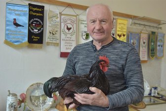 Ältester Geflügelzuchtverein im Oberen Vogtland feiert 135-jähriges Gründungsjubiläum - Auf seine Zwerg-Rhodeländer (im Foto) und seine Show-Racer-Tauben erhielt Dietmar Meinel den Gesamtleistungspreis.