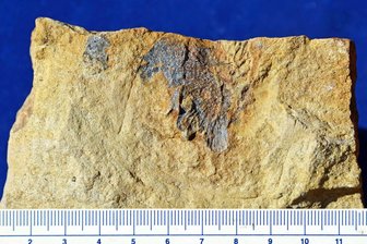 Ältester Saurier Deutschlands in Chemnitz entdeckt - Das Fundstück in feinem Sandstein.