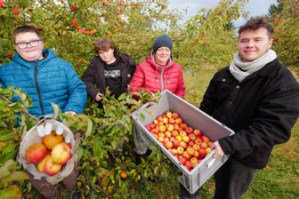 Äpfel ohne Ende auf Plauens Streuobstwiesen -