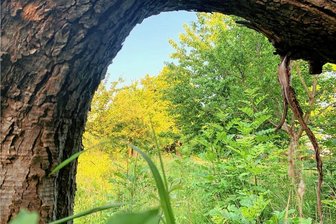 Ärger um eine Wiese im Stadtteil Eckersbach: Naturschützer fühlen sich wie Täter - Die Streuobstwiese in Eckersbach gegenüber der Westsächsischen Hochschule wurde jahrelang von der Grünen Liga Westsachsen gepflegt.