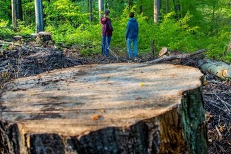 Ärger um Schneise durch den Wald im Zschopautal - Zwischen der Niederwiesaer Straße und dem Zschopautal haben die Waldarbeiter eine Schneise geschlagen. Der Blick auf Schloss Lichtenwalde ist aus Sicht vieler Einwohner nicht mehr das, was er mal war. 