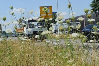 Ärger um wucherndes Grün in der Stadt - Es grünt und sprießt: Der Südring hinter der Auffahrt Reichenhainer Straße in Richtung Zschopauer Straße.