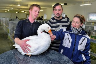 Ärger wegen Geflügelpest: Beim Hoffest in Böhrigen kräht kein Hahn - Ein Bild aus glücklichen Tagen: Rassegeflügelschau in Böhrigen vor ein paar Jahren. 