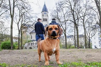 Ärgernis Hundekot in Plauen: "Es stinkt zum Himmel" - Dackelmix Henry fühlt sich wohl im Park an der Markuskirche - seine Besitzer haben immer ein Tütchen für Hundekot dabei. Andere Hundebesitzer allerdings nicht: Und genau das ärgert Anwohner.