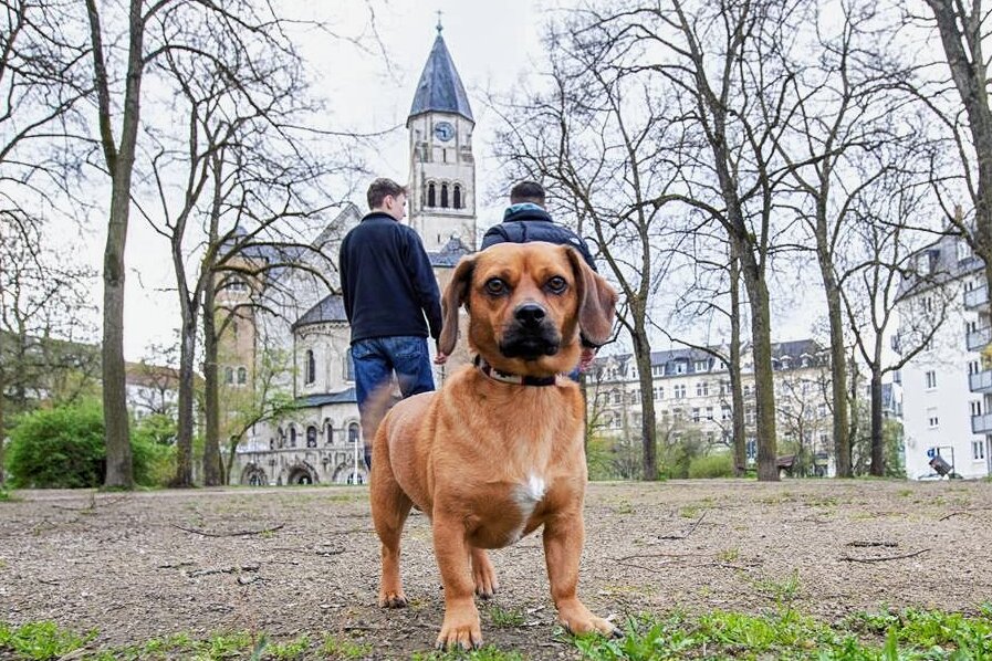 Ärgernis Hundekot in Plauen: "Es stinkt zum Himmel" - Dackelmix Henry fühlt sich wohl im Park an der Markuskirche - seine Besitzer haben immer ein Tütchen für Hundekot dabei. Andere Hundebesitzer allerdings nicht: Und genau das ärgert Anwohner. 