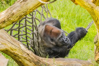 Affen in Leipzig auf der Schulbank oder: Im Pongoland löst Sex Konflikte - Die Gorillas im Zoo Leipzig sind faul. Sie hängen lieber rum oder fressen, als sich mit den Testgeräten zu beschäftigen.