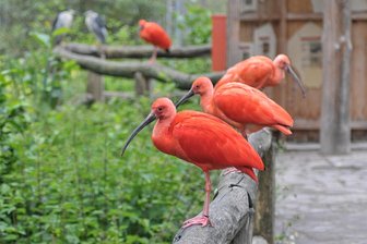 Affen- und Sittichgehege im Limbacher Tierpark: Stadt muss mehr Kosten einplanen als bisher angenommen - Für den Neubau des Vogel- und Affengeheges muss die Stadt Mehrkosten einplanen.