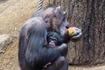 Affenjunge heißt jetzt Badu - Schimpansen-Mama Corry kümmert sich liebevoll um Badu.