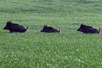 Afrikanische Schweinepest breitet sich in Ostsachsen aus: Sachsens Agrarminister zeigt sich besorgt -