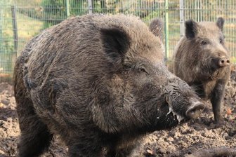 Afrikanische Schweinepest im Anmarsch - Keiler und Bache: Wildschweine übertragen das gefährliche Virus. 