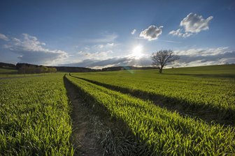 Agrar-Professoren schlagen Alarm: EU-Pläne bedrohen Landwirtschaft im Freistaat - Ein Feld bei Jocketa im Vogtland: Die Landwirtschaft im Osten ist eher von großen Agrargenossenschaften geprägt. Wird das zum Problem?