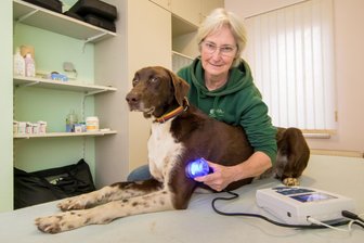 Akkupunktur und Massagen für Vierbeiner: In Olbernhau gibt es bald eine Tierheilpraxis - Daniela Zellmer führt an ihrem Hund Prometheus eine Ultraschallbehandlung durch.