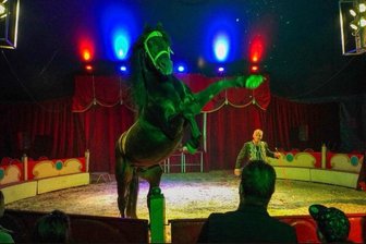 Akrobatik und Clownerie in Netzschkau: Circus Romantica kommt - Auch Pferde- und Ponydressuren sind in der Manege zu erleben.