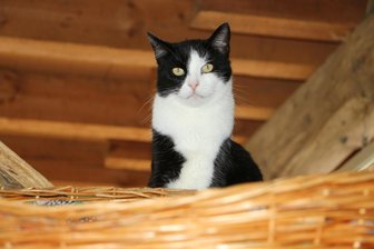 Aktion auf Plauener Eisbahn zu Gunsten der Katzenhilfe Weischlitz abgesagt - Samtpfote im Katzenhaus sucht ein Zuhause.