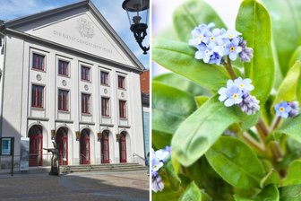 Aktion mit ernstem Hintergrund: Warum am Freiberger Theater Vergissmeinnicht gepflanzt wird - Das Freiberger Theater setzt mit Vergissmeinnicht ein Zeichen geben das Tabu Demenz.