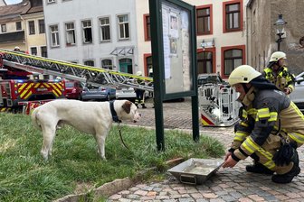 Alarm in der Freiberger Innenstadt: Feuerwehr rettet Hund aus Brand-Wohnung - Ein Hund wird von dem Freiberger Feuerwehrmann Johannes Mocke mit Wasser versorgt.