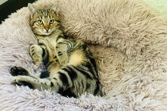 Alarmstufe Rot: Tierheim im Erzgebirge setzt einen Futternotruf ab - Rufus ist ein Wildfang und trotzdem ziemlich verschmust. Er lebt mit Mutter Raja und Bruder Rasti im Tierheim und sucht ein neues Zuhause.