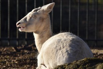 Albino-Damwild in Mittweidaer Schwanenteichanlage: Wie ein weißes Weibchen zum schwarzen Schaf wird - Dieses weiße Damtier gehört zu der kleinen Gruppe am Schwanenteich in Mittweida. Zuletzt wurde das Weibchen von seinen Artgenossen geschnitten und ist oft alleine unterwegs.