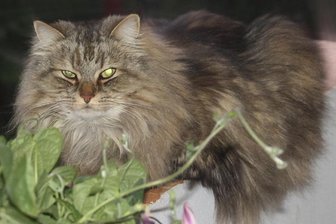 Alessandros Flucht verdirbt Stimmung - Kater Alessandro ist eine Sibirische Waldkatze. Sein Verschwinden hat die Weihnachtsstimmung einer Mülsener Familie getrübt.