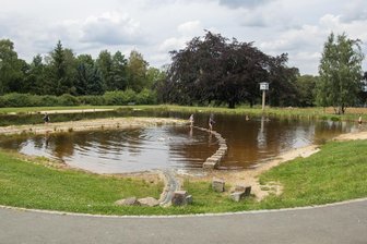 Algen im Naturbad Falkenstein: Wie die Wasserqualität besser werden soll - Gefährliche Algen beendeten oftmals den Badespaß. Das soll sich am Naturbad in Falkenstein bald ändern.