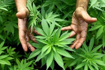 "Alkohol ist viel weiter verbreitet als Cannabis" - Symbolbild