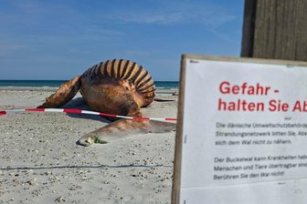 Alle dürfen zuschauen: Buckelwal wird am Strand obduziert - Neugierige dürfen bei der Obduktion des Buckelwals dabei sein - aber nur mit Sicherheitsabstand.