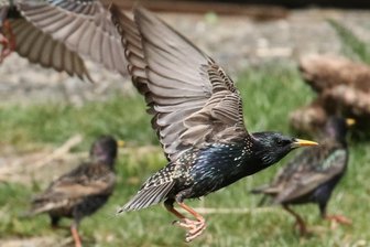Alle Vögel sind schon da? Von wegen! Weshalb einige Arten im Vogtland noch fehlen - Die Stare gehören im Frühling zu den frühen Rückkehrern.