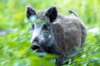 Alle Wildschweine im Wildgatter getötet - Sieben Wildschweine hatten zuletzt im Wildgatter gelebt. Die Anlage ist nun leer.