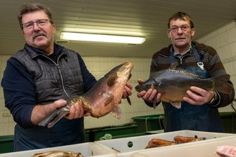 Alles bereit für den Silvesterkarpfen - Im Fischhaus von Volker Fuhrmann (l.) und Gunter Schlegel in Schweikershain sind zu Silvester natürlich die Karpfen besonders gefragt. Verkauft wird der Schmaus auch an anderen Orten in der Region. 