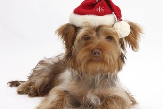 Alles für den Hund – spezieller Weihnachtsmarkt am Wasserschloß Klaffenbach - Er und seine Artgenossen sind am Samstag die Haupt-„Personen“ bei einem speziellen Weihnachtsmarkt am Wasserschloß Klaffenbach. Symbolfoto: Imago/Stock
