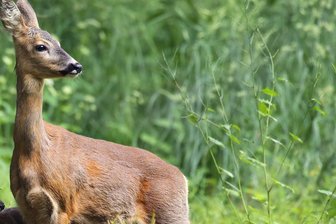 Alles paletti bei Familie Reh: Tierischer Einsatz für Feuerwehr Ellefeld - Ein Reh auf dem Feld: Da kann ein misslicher Ausflug ins urbane Gebiet schon mal passieren.