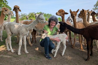 Alpaka-Glück-Fest: In Kleinbobritzsch bei Frauenstein wird es flauschig - Züchterin Martina Hofmann mit einem der jüngsten Alpakas.