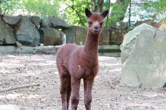 Alpaka-Nachwuch im Tierpark Chemnitz -