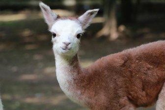 Alpaka-Nachwuchs im Tierpark Chemnitz - Im Tierpark Chemnitz gibt es wieder Nachwuchs - diesmal bei den Alpakas.