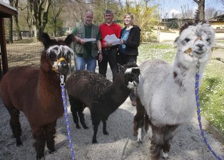 Alpakas
