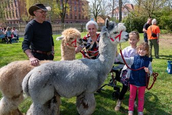 Alpakas am Pflegeheim und Einblicke in die Tagespflege: Rochlitzer SSG feiert Jubiläen - Freuten sich beim Parkfest über die Alpakas von Norbert Alt: Hildegard Schüler (90), Nella (6) und Mira (9).