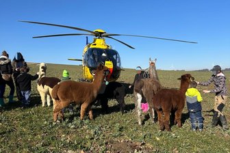 Alpakas angelockt: Rettungshubschrauber „Christoph 46“ legt bei Zwickau tierischen Stopp ein - 