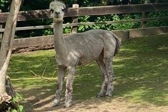 Alpakas tragen wieder Sommerfrisur - Wieder "nackig": die Alpakas im Zoo der Minis.