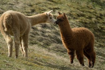 Flauschig und weich, so kennt man die Alpakas eigentlich. Am Dienstag ging es den Tieren an die Wolle.