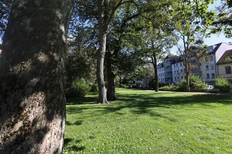 Alte Eiche in Kita „Stadtstrolche: Gefälltes Naturdenkmal bringt Zwickauer Stadtkasse Geld ein - In Zwickau stehen viele Bäume. Gelegentlich müsse auch welche gefällt werden.