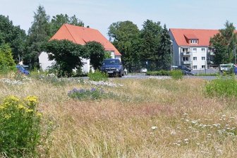 Altenheim-Projekt in Freiberg: Anwohner wollen lieber weitere Eigenheime - Über die künftige Bebauung der Wiese am Mühlweg 1, wo jetzt Schafgarbe und Goldrute wachsen, ist einDisput entbrannt.