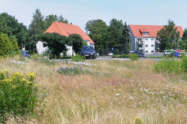 Altenheim-Projekt in Freiberg: Anwohner wollen lieber weitere Eigenheime - Über die künftige Bebauung der Wiese am Mühlweg 1, wo jetzt Schafgarbe und Goldrute wachsen, ist einDisput entbrannt. 
